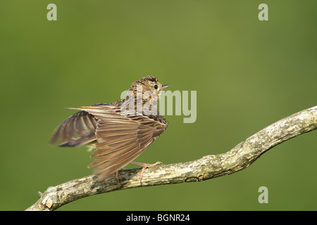 Tree pipit (Athus trivialis) tratti ali sul ramo, Belgio Foto Stock