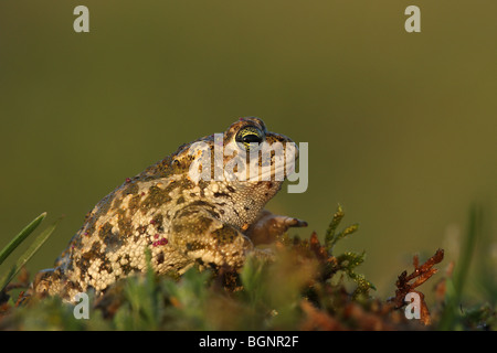 Natterjack toad (Bufo calamita) Foto Stock