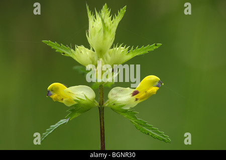 Fiori di maggiore giallo-battito (Rhinanthus angustifolius), riserva naturale Valle del Zuidleie, Belgio Foto Stock