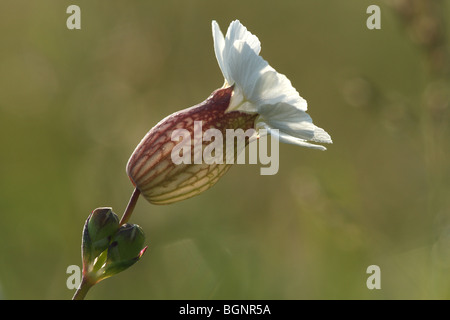 White campion (Silene latifolia / Melandrium album) in fiore in primavera Foto Stock