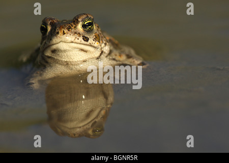 Natterjack toad (Bufo calamita) in piscina Foto Stock