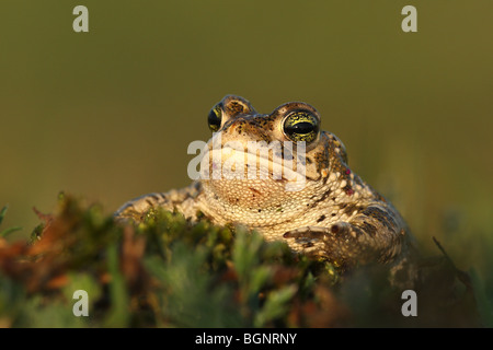 Natterjack toad (Bufo calamita) Foto Stock