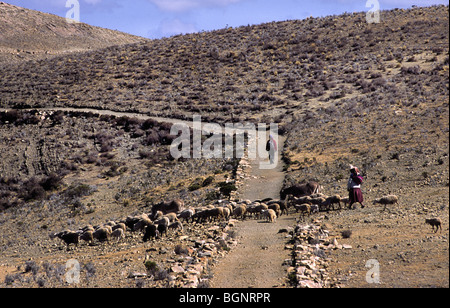 Allevamento di ovini incrocio col sentiero su Isla del Sol, il lago Titicaca, Bolivia. Foto Stock
