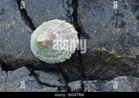 Politica europea comune in materia di limpet (Patella vulgata) su roccia, Bretagna Francia Foto Stock