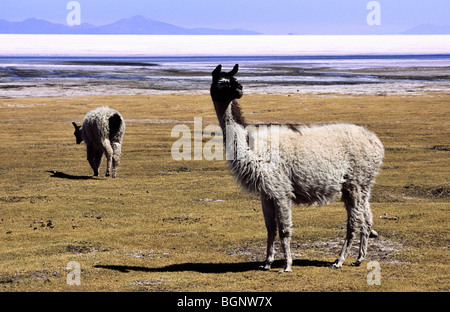 Llamas. Salar de Uyuni, Bolivia. Foto Stock