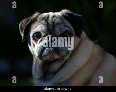 Rugoso volto di pug Foto Stock