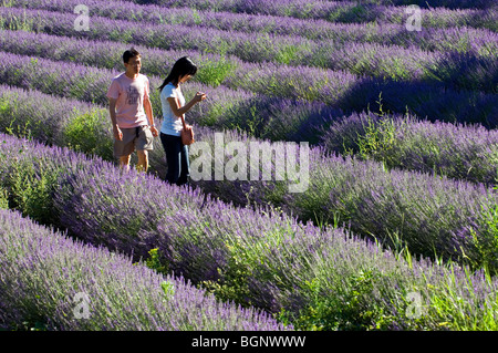 I turisti a piedi nel campo di LAVANDA (Lavandula angustifolia) fioritura in righe in estate in Provenza, Francia Foto Stock