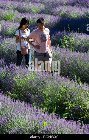 I turisti a piedi nel campo di LAVANDA (Lavandula angustifolia) fioritura in righe in estate in Provenza, Francia Foto Stock