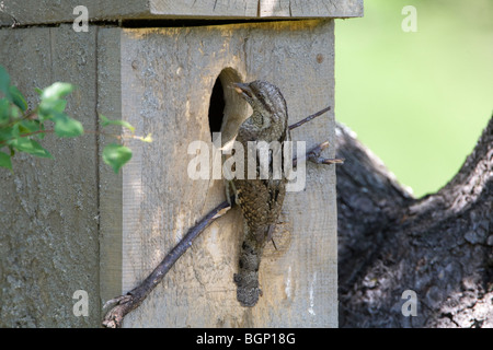 Eurasian spasmodico (Jynx torquilla) appollaiate su casella di nesting con il cibo nel becco Foto Stock