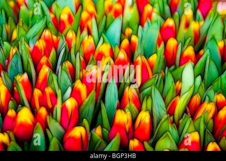 Illustrazione della foto: visualizza di tulipani affastellati assieme Foto Stock