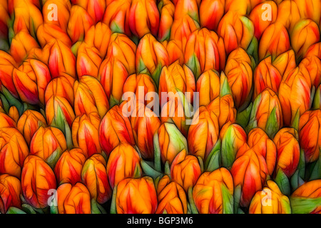 Illustrazione della foto: visualizza di tulipani affastellati assieme Foto Stock