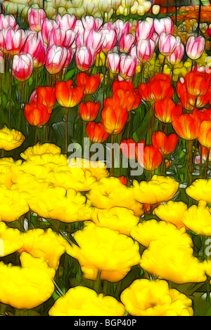 Illustrazione della foto: visualizza di diverse varietà di tulipani in primavera Foto Stock