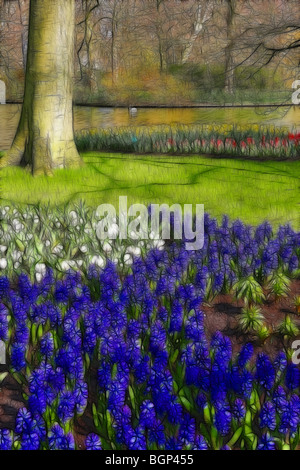 Illustrazione della foto: visualizza di blu giacinti e tulipani in primavera Foto Stock