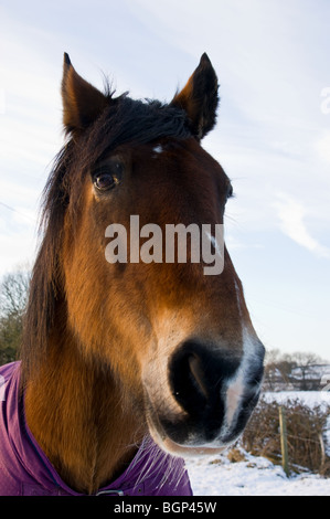 Cavallo nel campo in inverno Foto Stock
