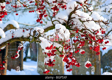 Inverno rosso bacche nella neve, Thakeham, West Sussex England Gran Bretagna Regno Unito 2010 Foto Stock