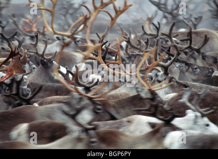 Arrotondamento e selezione dei greggi di renne, Svezia. Foto Stock