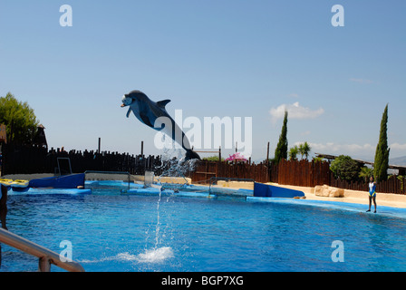 Dolphin saltando per la cattura di una sfera, Spettacolo di Delfini, Mundomar, Benidorm, Alicante provincia, Comunidad Valenciana, Spagna Foto Stock