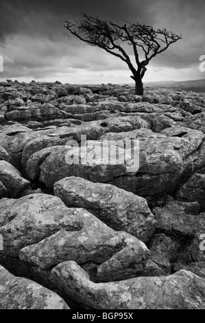 Yorkshire Dales National Park Twistleton Scar Twisted Tree in Limestone pavement Twistleton Scar End Twistleton Scar Scars Ingleton Yorkshire Dales UK GB Foto Stock