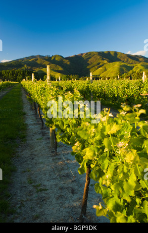 Vigneti nelle vicinanze del Blenheim, Marlborough, Isola del Sud, Nuova Zelanda Foto Stock