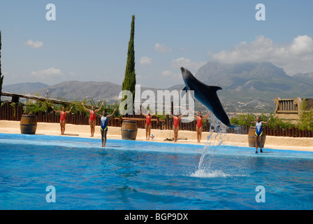 Dolphin salta durante la mostra, Mundomar, Benidorm, Alicante provincia, Comunidad Valenciana, Spagna Foto Stock