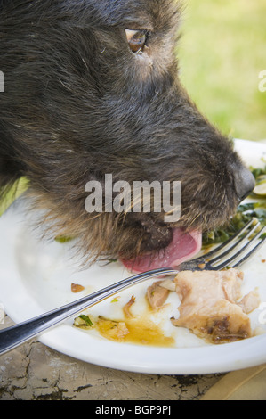 Cane leccare piatto di cibo Foto Stock