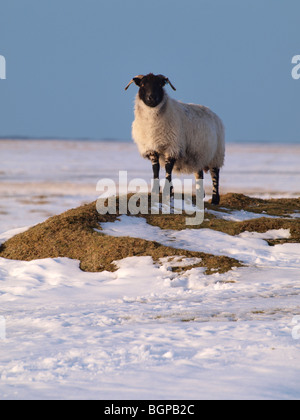 Pecora in piedi su una chiazza di erba in coperta di neve campagna, Cornwall, Regno Unito Foto Stock