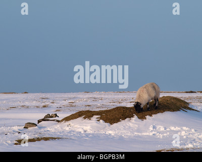 Pecore al pascolo su una chiara patch di erba nella neve, Cornwall, Regno Unito Foto Stock