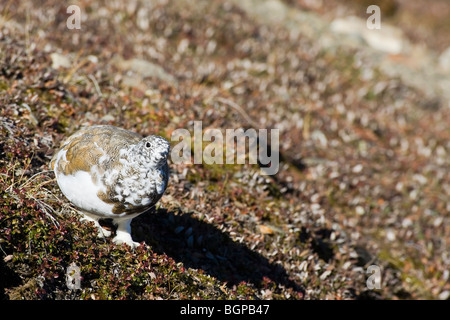 Una caduta stagione White Tailed Ptarmigan moulting nella livrea invernale Foto Stock