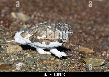 Una caduta stagione White Tailed Ptarmigan moulting nella livrea invernale Foto Stock