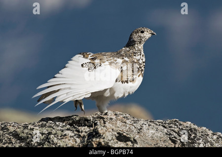 Una caduta stagione White Tailed Ptarmigan moulting nella livrea invernale stretching è ali Foto Stock