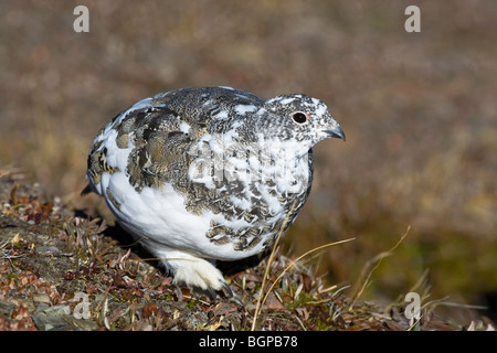 Una caduta stagione White Tailed Ptarmigan moulting nella livrea invernale Foto Stock