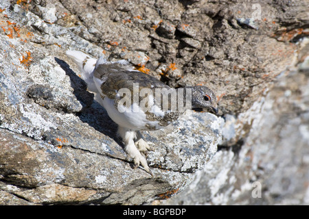 Una caduta stagione White Tailed Ptarmigan moulting nella livrea invernale Foto Stock