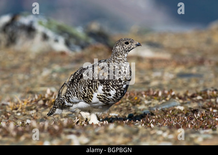 Una caduta stagione White Tailed Ptarmigan moulting nella livrea invernale Foto Stock