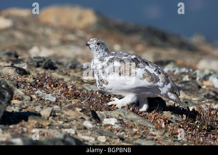 Una caduta stagione White Tailed Ptarmigan moulting nella livrea invernale Foto Stock