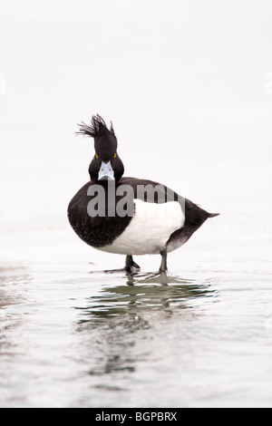 Maschio di Moretta Aythya fuligula in piedi sul ghiaccio e avente una brutta giornata per capelli Londra UK Winter Foto Stock