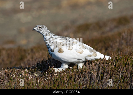 Una caduta stagione White Tailed Ptarmigan moulting nella livrea invernale Foto Stock