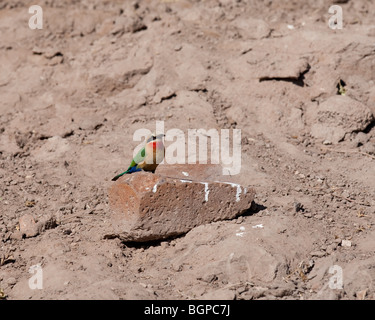 Bianco-fronteggiata Gruccione (Merops bullockoides), Botswana, Giugno 2009 Foto Stock