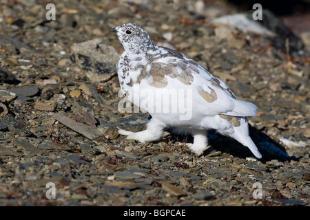 Una caduta stagione White Tailed Ptarmigan moulting nella livrea invernale Foto Stock