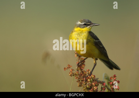 Blue-headed Wagtail (Motacilla flava flava) Foto Stock