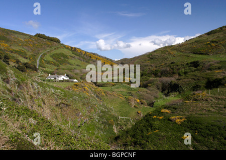 West Mill, Marsland Valley, Devon Cornovaglia confine con Nero pecore delle Ebridi Foto Stock