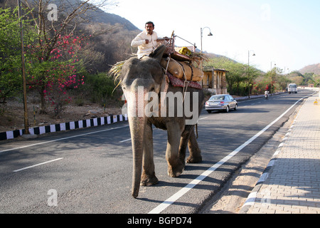 Elefante asiatico (Elephas maximus) sulla strada a Jaipur, India. Foto Stock