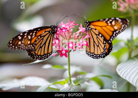 Due farfalle monarca illuminato su un fiore. Foto Stock