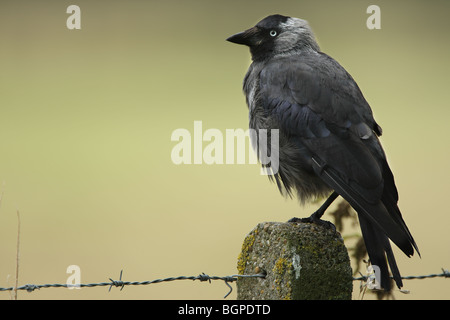 La Cornacchia occidentale (Corvus monedula) in pole, Belgio Foto Stock