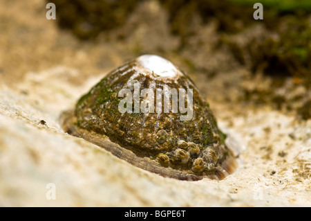 Un barnacle, Sette sorelle Country Park, Sussex Foto Stock