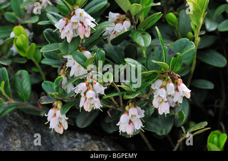 Lingonberry / cowberry / lowbush mirtillo rosso (vaccinium vitis-idaea) in fiore, Europa Foto Stock