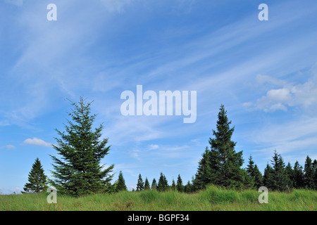 Abeti in Hautes Fagnes / Hautes Fagnes, Ardenne belghe, Belgio Foto Stock