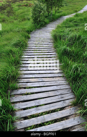 Passerella in legno nella brughiera del fragile ecosistema Hautes Fagnes / Hautes Fagnes, Ardenne belghe, Belgio Foto Stock