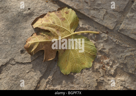 Ajamy ,Al-Ajami,Porta di Jaffa,Israele Foto Stock