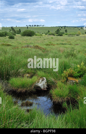 Laghetto / palsa su mori della riserva naturale Hautes Fagnes / Hautes Fagnes, Ardenne belghe, Belgio Foto Stock