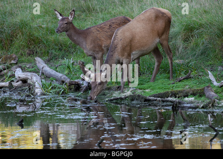 Il cervo (Cervus elaphus) hind di vitello con acqua potabile dalla piscina durante la routine in autunno Foto Stock